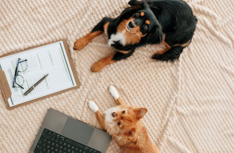 Life Coaching mit tierischer Unterstützung Zwei Hunde liegen auf einem Teppich mit einer Laptop-Tastatur und einer Notizmappe.